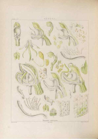 Reproducción/Reproduction 48705874163: Illustrations of Orchidaceous Plants [from sketches prepared between 1792 and 1832] /. London :James Ridgeway and Sons,1830 - 38.. 