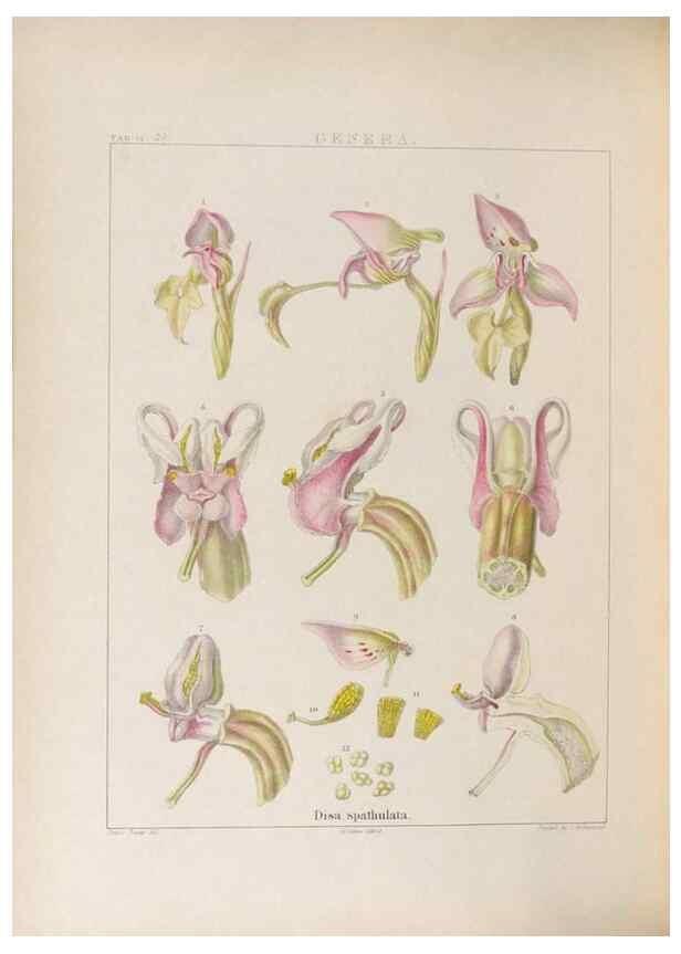 Reproducción/Reproduction 48706374147: Illustrations of Orchidaceous Plants [from sketches prepared between 1792 and 1832] /. London :James Ridgeway and Sons,1830 - 38.. 