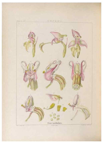 Reproducción/Reproduction 48706374147: Illustrations of Orchidaceous Plants [from sketches prepared between 1792 and 1832] /. London :James Ridgeway and Sons,1830 - 38.. 