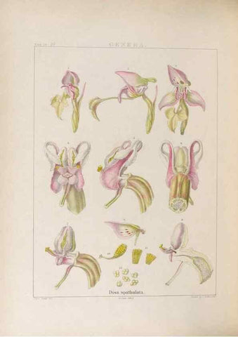 Reproducción/Reproduction 48706374147: Illustrations of Orchidaceous Plants [from sketches prepared between 1792 and 1832] /. London :James Ridgeway and Sons,1830 - 38.. 