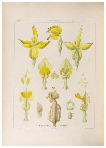 Reproducción/Reproduction 48706207406: Illustrations of Orchidaceous Plants [from sketches prepared between 1792 and 1832] /. London :James Ridgeway and Sons,1830 - 38.. 