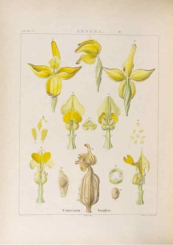 Reproducción/Reproduction 48706207406: Illustrations of Orchidaceous Plants [from sketches prepared between 1792 and 1832] /. London :James Ridgeway and Sons,1830 - 38.. 