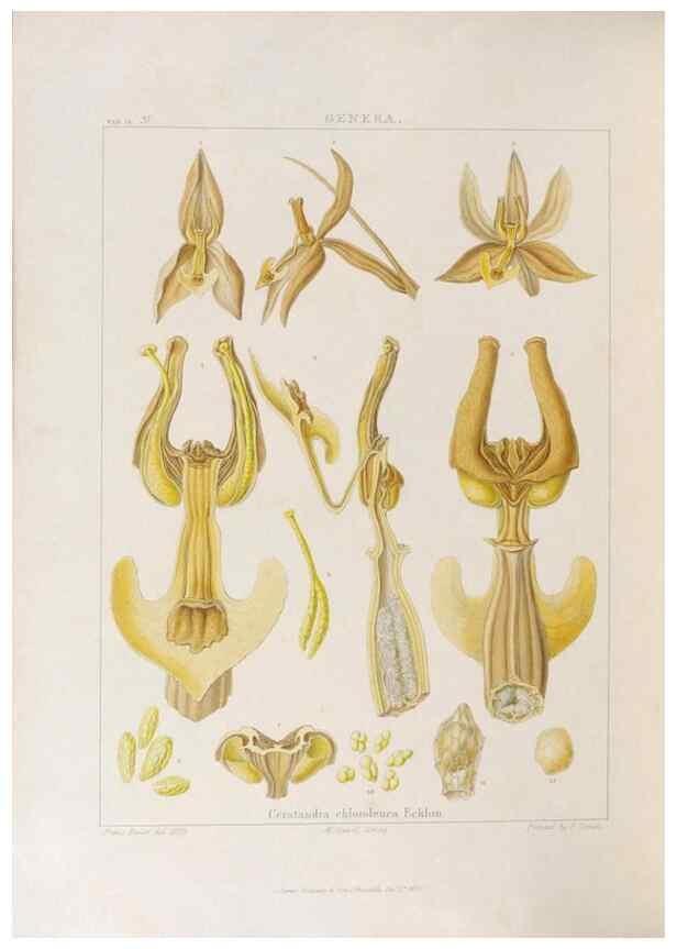 Reproducción/Reproduction 48706374882: Illustrations of Orchidaceous Plants [from sketches prepared between 1792 and 1832] /. London :James Ridgeway and Sons,1830 - 38.. 