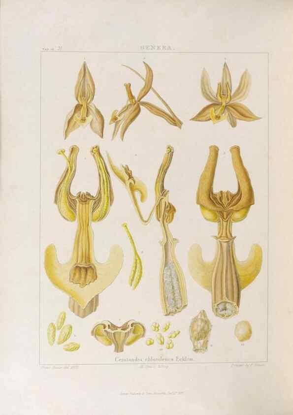 Reproducción/Reproduction 48706374882: Illustrations of Orchidaceous Plants [from sketches prepared between 1792 and 1832] /. London :James Ridgeway and Sons,1830 - 38.. 