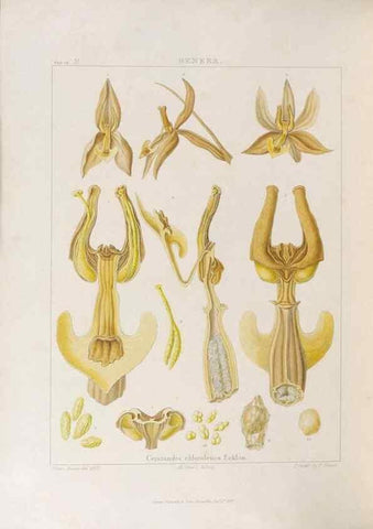 Reproducción/Reproduction 48706374882: Illustrations of Orchidaceous Plants [from sketches prepared between 1792 and 1832] /. London :James Ridgeway and Sons,1830 - 38.. 