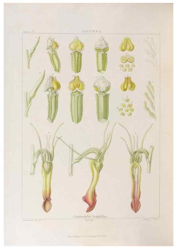 Reproducción/Reproduction 48705875513: Illustrations of Orchidaceous Plants [from sketches prepared between 1792 and 1832] /. London :James Ridgeway and Sons,1830 - 38.. 