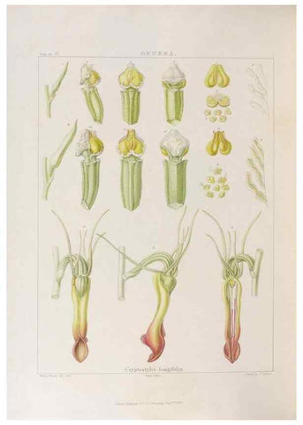 Reproducción/Reproduction 48705875513: Illustrations of Orchidaceous Plants [from sketches prepared between 1792 and 1832] /. London :James Ridgeway and Sons,1830 - 38.. 