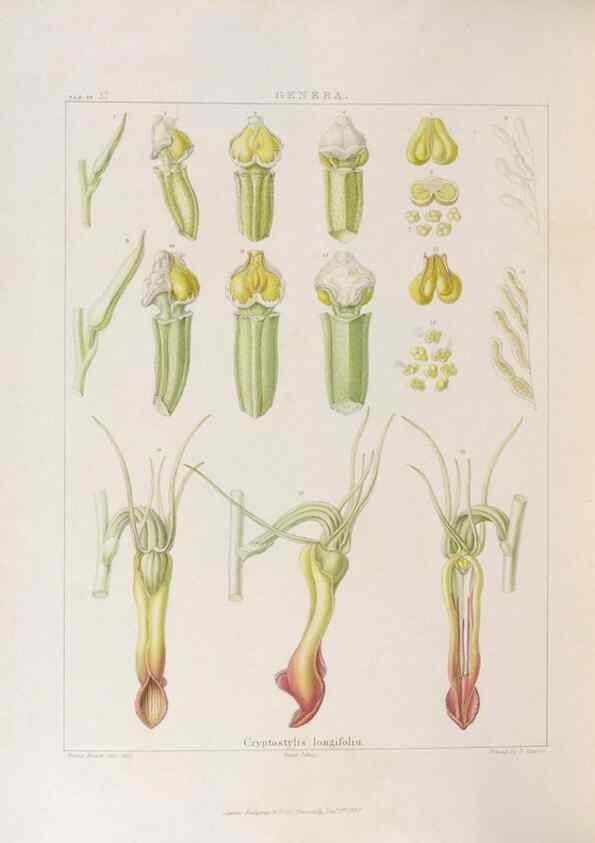 Reproducción/Reproduction 48705875513: Illustrations of Orchidaceous Plants [from sketches prepared between 1792 and 1832] /. London :James Ridgeway and Sons,1830 - 38.. 