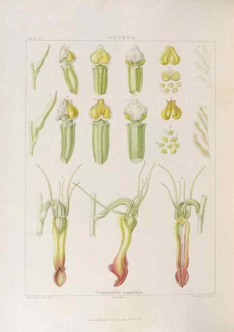 Reproducción/Reproduction 48705875513: Illustrations of Orchidaceous Plants [from sketches prepared between 1792 and 1832] /. London :James Ridgeway and Sons,1830 - 38.. 