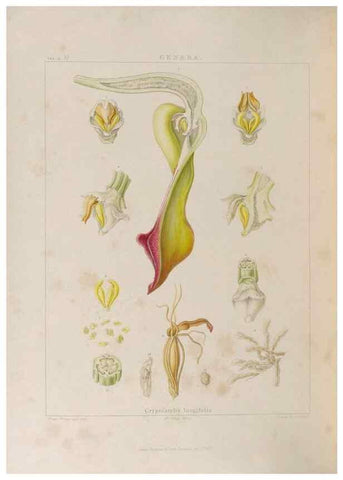 Reproducción/Reproduction 48705875858: Illustrations of Orchidaceous Plants [from sketches prepared between 1792 and 1832] /. London :James Ridgeway and Sons,1830 - 38.. 