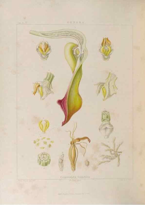 Reproducción/Reproduction 48705875858: Illustrations of Orchidaceous Plants [from sketches prepared between 1792 and 1832] /. London :James Ridgeway and Sons,1830 - 38.. 