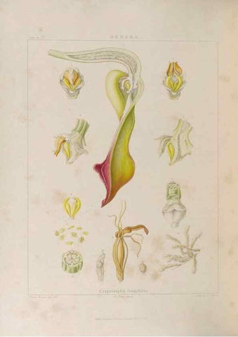 Reproducción/Reproduction 48705875858: Illustrations of Orchidaceous Plants [from sketches prepared between 1792 and 1832] /. London :James Ridgeway and Sons,1830 - 38.. 