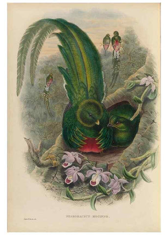 Reproducción/Reproduction 48706016178: A monograph of the Trogonidae or family of trogons.. London,1858-1875.. 