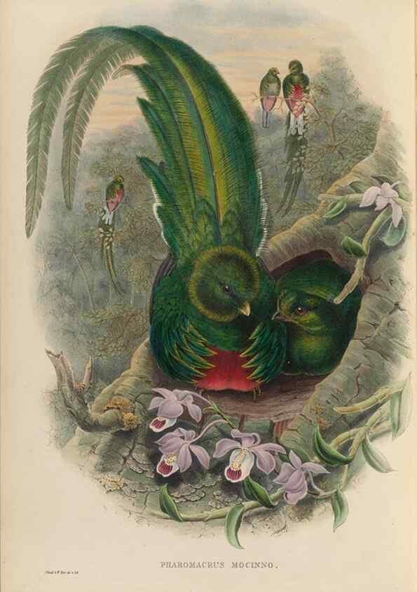 Reproducción/Reproduction 48706016178: A monograph of the Trogonidae or family of trogons.. London,1858-1875.. 