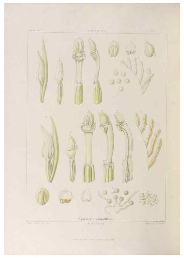 Reproducción/Reproduction 48705876193: Illustrations of Orchidaceous Plants [from sketches prepared between 1792 and 1832] /. London :James Ridgeway and Sons,1830 - 38.. 