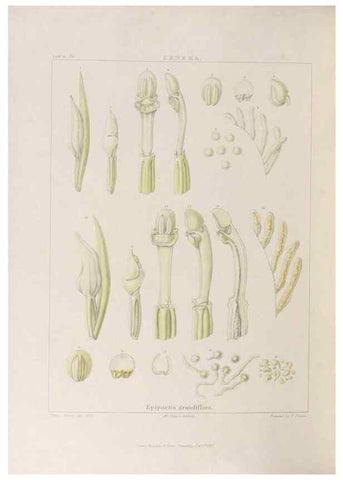 Reproducción/Reproduction 48705876193: Illustrations of Orchidaceous Plants [from sketches prepared between 1792 and 1832] /. London :James Ridgeway and Sons,1830 - 38.. 