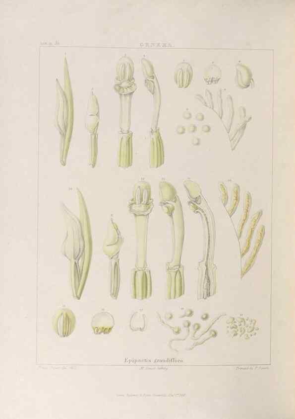Reproducción/Reproduction 48705876193: Illustrations of Orchidaceous Plants [from sketches prepared between 1792 and 1832] /. London :James Ridgeway and Sons,1830 - 38.. 