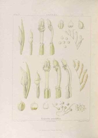 Reproducción/Reproduction 48705876193: Illustrations of Orchidaceous Plants [from sketches prepared between 1792 and 1832] /. London :James Ridgeway and Sons,1830 - 38.. 