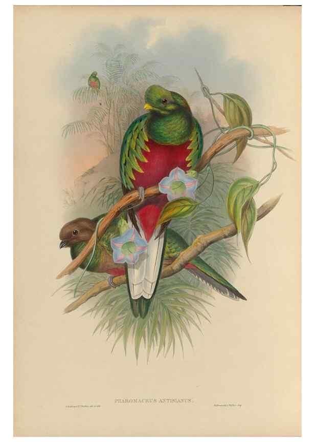 Reproducción/Reproduction 48706456812: A monograph of the Trogonidae or family of trogons.. London,1858-1875.. 
