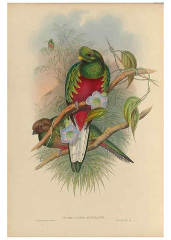 Reproducción/Reproduction 48706456812: A monograph of the Trogonidae or family of trogons.. London,1858-1875.. 