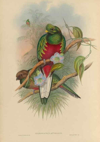 Reproducción/Reproduction 48706456812: A monograph of the Trogonidae or family of trogons.. London,1858-1875.. 
