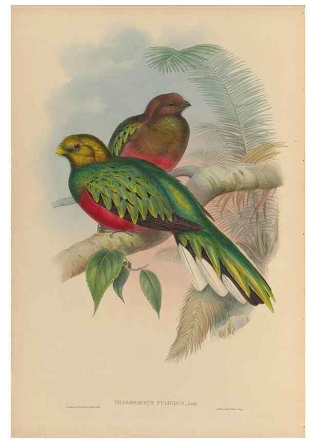 Reproducción/Reproduction 48706289961: A monograph of the Trogonidae or family of trogons.. London,1858-1875.. 