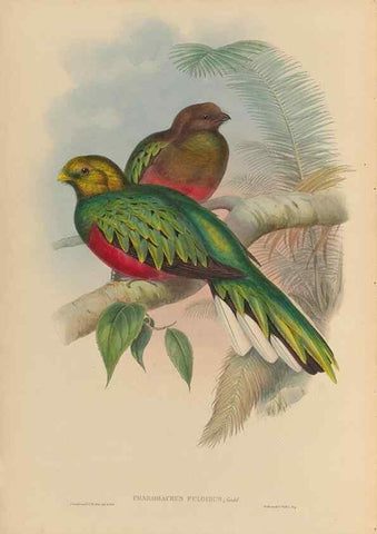 Reproducción/Reproduction 48706289961: A monograph of the Trogonidae or family of trogons.. London,1858-1875.. 