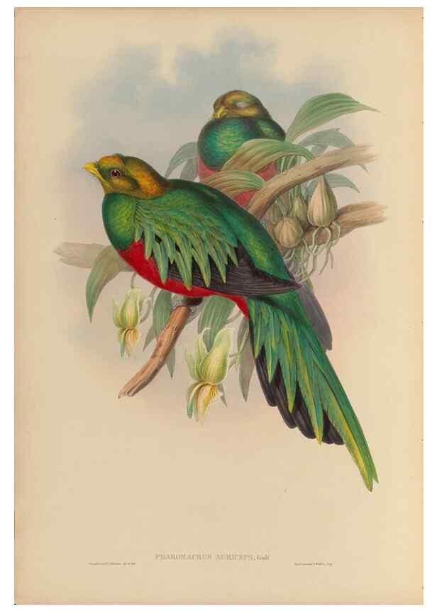 Reproducción/Reproduction 48706290421: A monograph of the Trogonidae or family of trogons.. London,1858-1875.. 