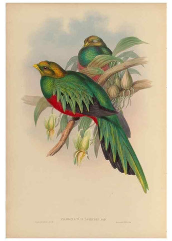 Reproducción/Reproduction 48706290421: A monograph of the Trogonidae or family of trogons.. London,1858-1875.. 