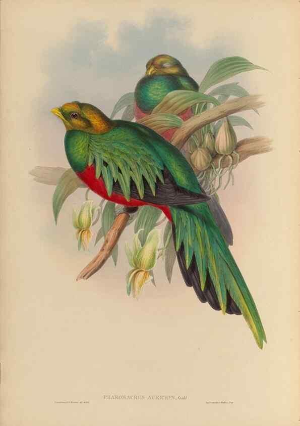 Reproducción/Reproduction 48706290421: A monograph of the Trogonidae or family of trogons.. London,1858-1875.. 