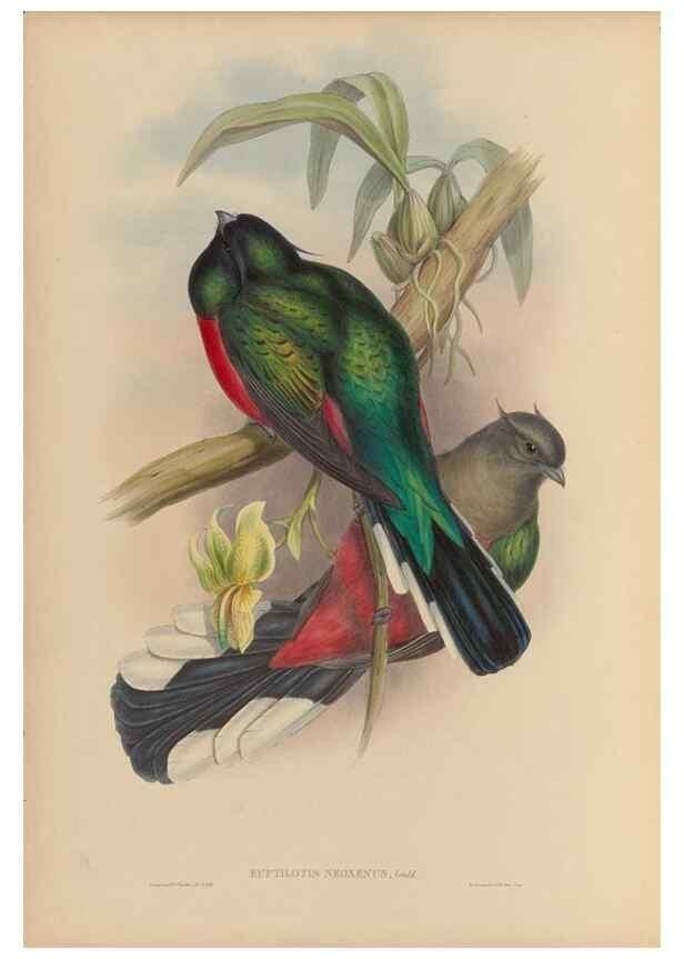 Reproducción/Reproduction 48705958603: A monograph of the Trogonidae or family of trogons.. London,1858-1875.. 
