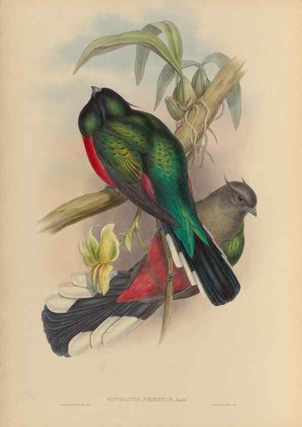 Reproducción/Reproduction 48705958603: A monograph of the Trogonidae or family of trogons.. London,1858-1875.. 