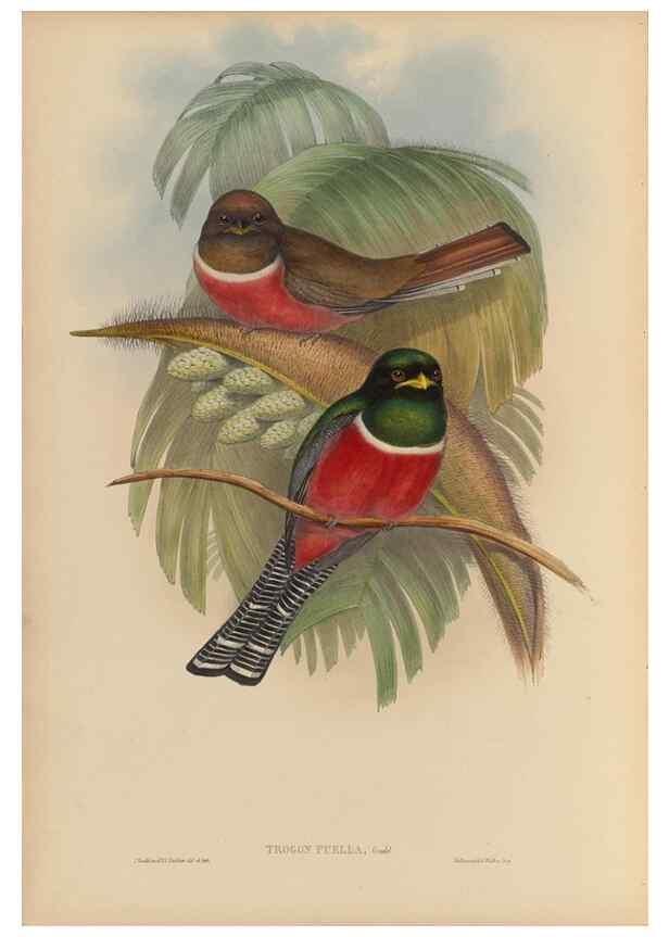 Reproducción/Reproduction 48705959103: A monograph of the Trogonidae or family of trogons.. London,1858-1875.. 