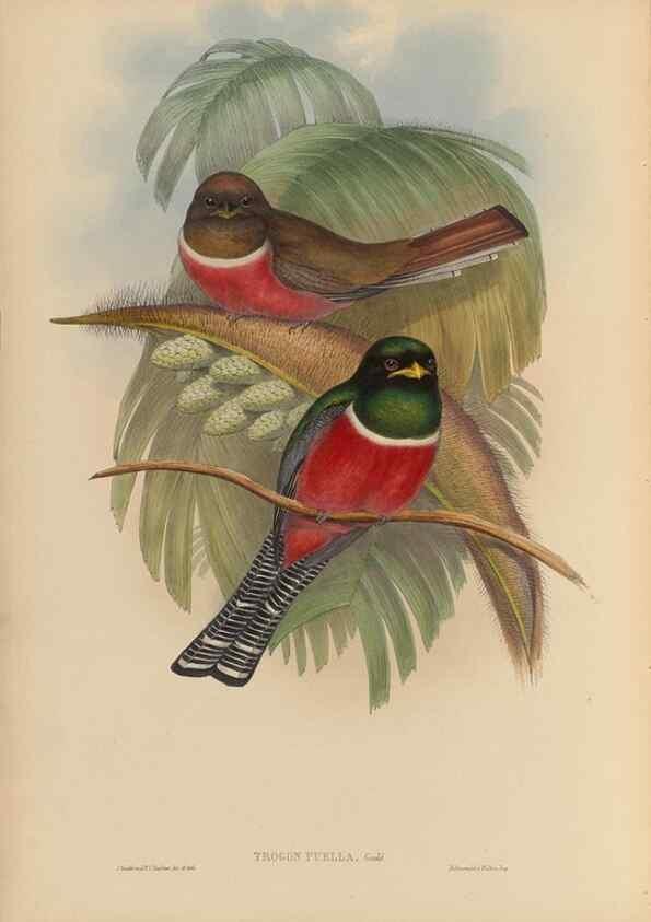 Reproducción/Reproduction 48705959103: A monograph of the Trogonidae or family of trogons.. London,1858-1875.. 