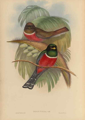 Reproducción/Reproduction 48705959103: A monograph of the Trogonidae or family of trogons.. London,1858-1875.. 