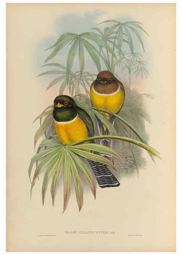 Reproducción/Reproduction 48706459157: A monograph of the Trogonidae or family of trogons.. London,1858-1875.. 