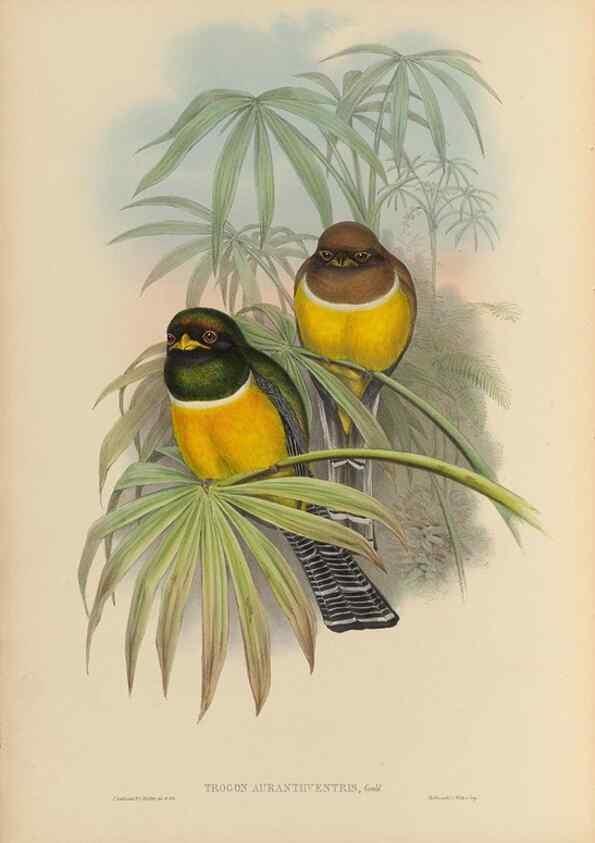 Reproducción/Reproduction 48706459157: A monograph of the Trogonidae or family of trogons.. London,1858-1875.. 