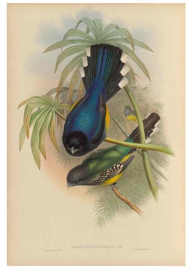 Reproducción/Reproduction 48706459597: A monograph of the Trogonidae or family of trogons.. London,1858-1875.. 