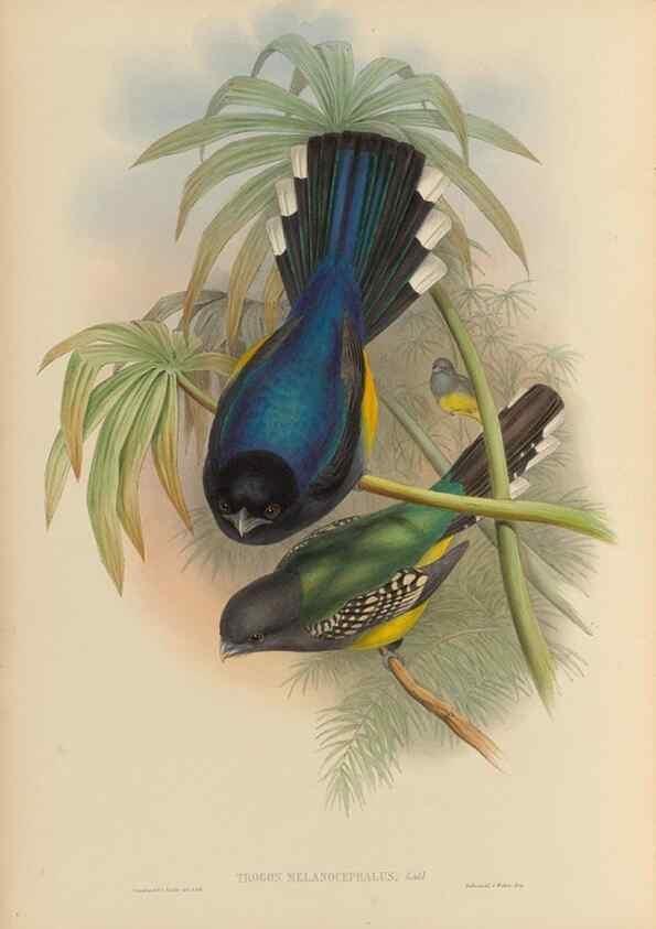 Reproducción/Reproduction 48706459597: A monograph of the Trogonidae or family of trogons.. London,1858-1875.. 