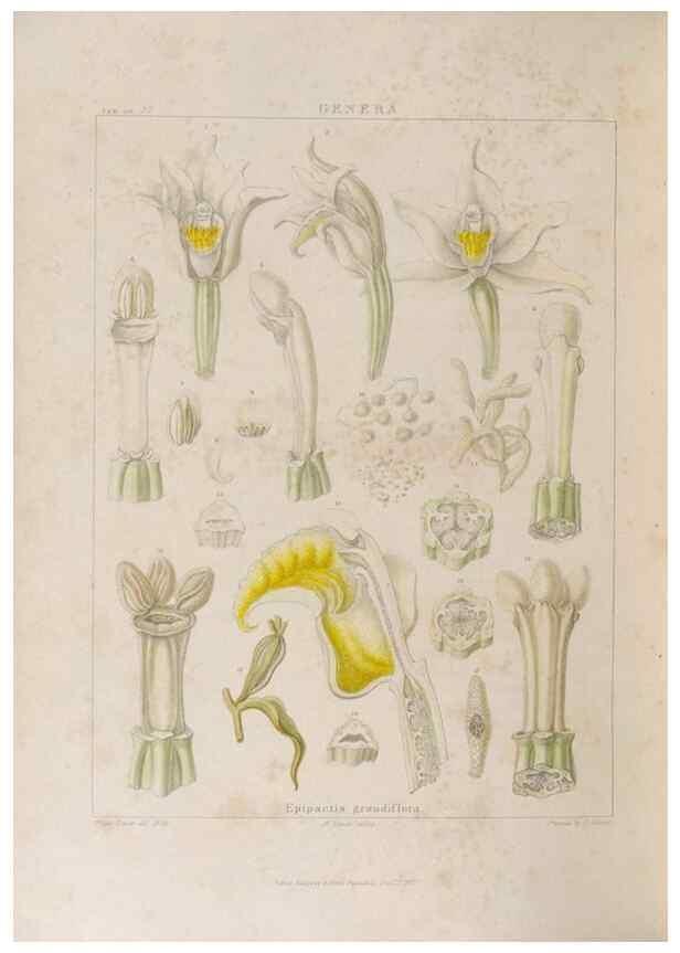 Reproducción/Reproduction 48706208941: Illustrations of Orchidaceous Plants [from sketches prepared between 1792 and 1832] /. London :James Ridgeway and Sons,1830 - 38.. 