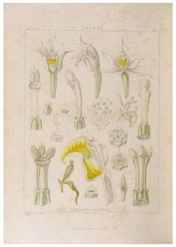 Reproducción/Reproduction 48706208941: Illustrations of Orchidaceous Plants [from sketches prepared between 1792 and 1832] /. London :James Ridgeway and Sons,1830 - 38.. 