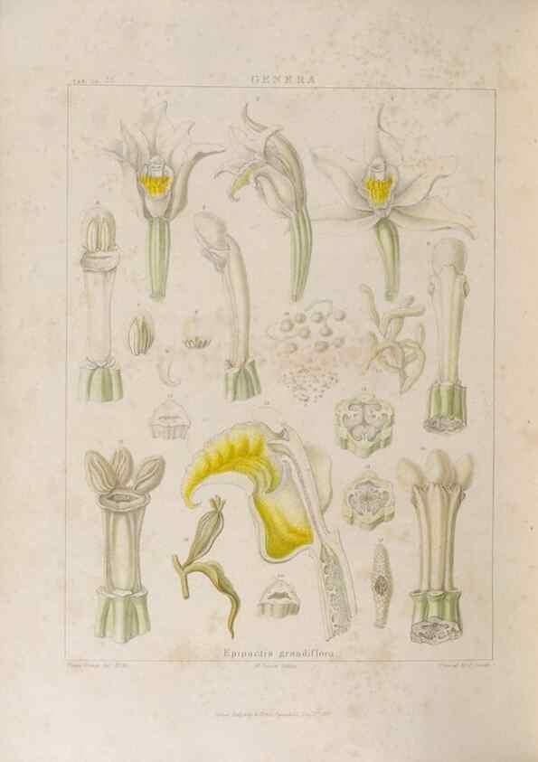 Reproducción/Reproduction 48706208941: Illustrations of Orchidaceous Plants [from sketches prepared between 1792 and 1832] /. London :James Ridgeway and Sons,1830 - 38.. 