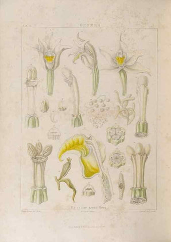 Reproducción/Reproduction 48706208941: Illustrations of Orchidaceous Plants [from sketches prepared between 1792 and 1832] /. London :James Ridgeway and Sons,1830 - 38.. 