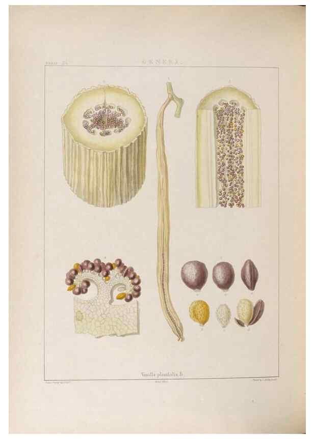 Reproducción/Reproduction 48705873468: Illustrations of Orchidaceous Plants [from sketches prepared between 1792 and 1832] /. London :James Ridgeway and Sons,1830 - 38.. 