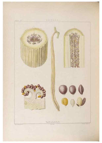 Reproducción/Reproduction 48705873468: Illustrations of Orchidaceous Plants [from sketches prepared between 1792 and 1832] /. London :James Ridgeway and Sons,1830 - 38.. 