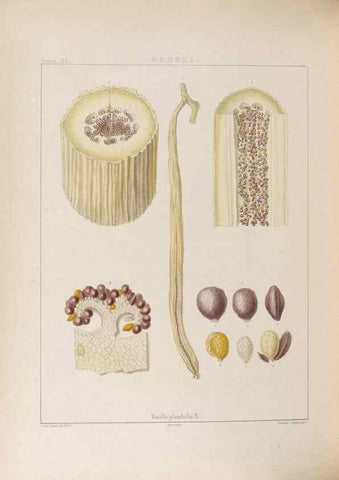 Reproducción/Reproduction 48705873468: Illustrations of Orchidaceous Plants [from sketches prepared between 1792 and 1832] /. London :James Ridgeway and Sons,1830 - 38.. 
