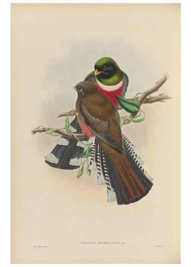 Reproducción/Reproduction 48706349106: A monograph of the Trogonidae or family of trogons.. London,1858-1875.. 