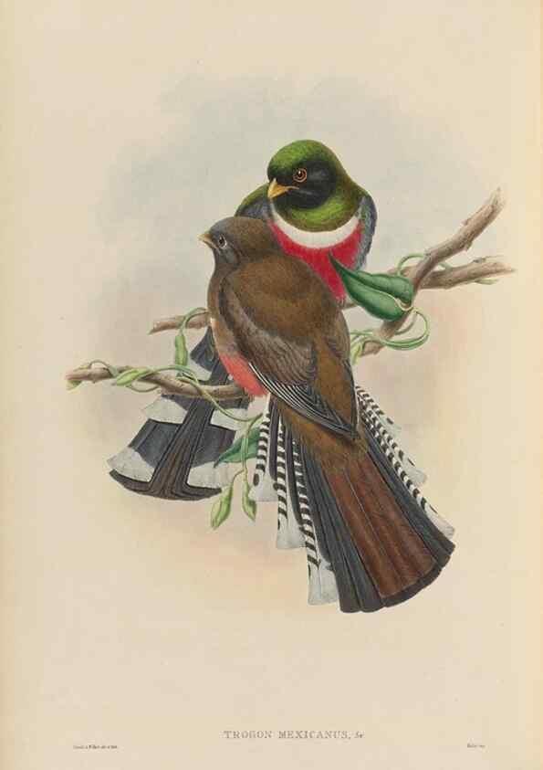 Reproducción/Reproduction 48706349106: A monograph of the Trogonidae or family of trogons.. London,1858-1875.. 