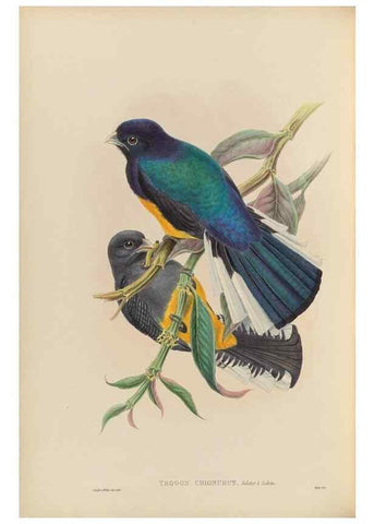 Reproducción/Reproduction 48706350006: A monograph of the Trogonidae or family of trogons.. London,1858-1875.. 