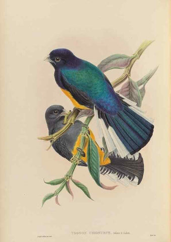 Reproducción/Reproduction 48706350006: A monograph of the Trogonidae or family of trogons.. London,1858-1875.. 